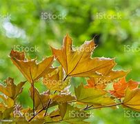Image result for Trees with Dark Red Leaves