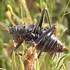 Image result for African Cricket Insect
