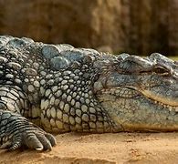 Image result for Crocodile Background