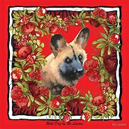 Image result for African Wild Dog Pack