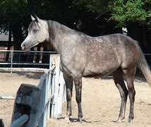 Image result for New Breed of Arabian Horse