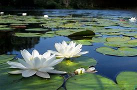 Image result for Lotus Flower in Pond