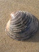 Image result for World Record Clam