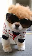 Image result for Cute Funny Dogs