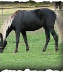 Image result for Rocky Mountain Horse