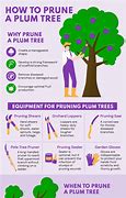 Image result for How to Prune Plum Trees