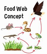 Image result for Food Chain Cartoon