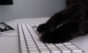 Image result for Cat Typing On Computer Keyboard