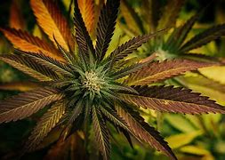 Image result for thc stock