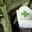 Image result for How to Grow Aloe Vera