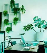 Image result for Desk Plants for Work