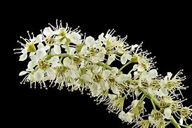 Image result for North American Black Cherry Tree