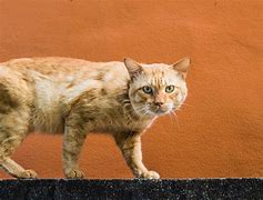 Image result for Orange Cat Head
