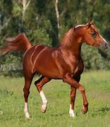 Image result for Arabian Horse Saddles