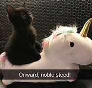 Image result for Cat On Unicorn Meme
