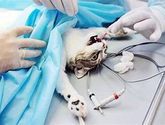 Image result for Cat Surgery