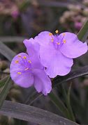 Image result for Tradescantia Little Doll