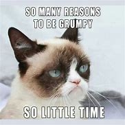 Image result for Funny Angry Cat Memes