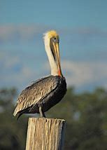 Image result for Pelican Aesthetic