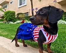 Image result for Patriotic Dachshund