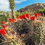 Image result for South West Cactus Images