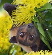 Image result for Nature Bat