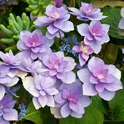 Image result for Hydrangea macrophylla Expression (r)