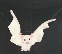 Image result for Albino Fruit Bat Dnd