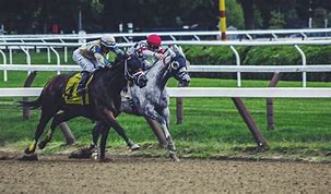 Image result for Free Horse Racing Picks