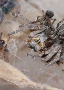Image result for Baby Huntsman Spider