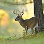 Image result for Deer Jawbone Extractor Deminshions