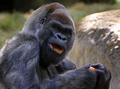 Image result for Ozzie world's oldest gorilla dies