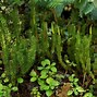 Image result for Club Moss Stump
