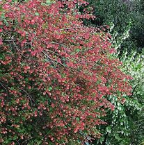Image result for Ribes gordonianum