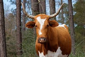 Image result for Beef Cattle Breeds in Botswana