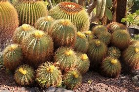 Image result for Barrel Cactus Species