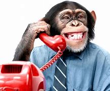 Image result for Monkey Funny Phone