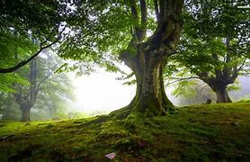 Image result for 1280X720 Tree Wallpaper