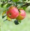 Image result for picking apple orchards