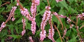 Image result for Persicaria amplexicaulis Pink Elephant