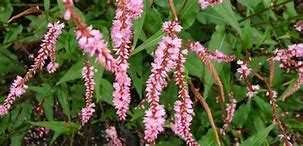 Image result for Persicaria amplexicaulis Pink Elephant (r)