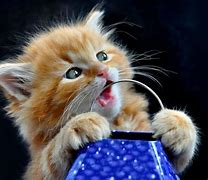 Image result for Cute Cats with Cool Backgrounds