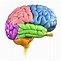 Image result for Label of Brain