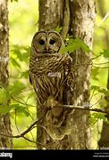 Image result for Barred Owl From the Back