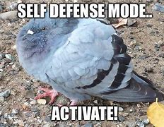 Image result for Home Defense Funny