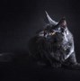 Image result for cats wallpapers 4k