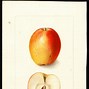 Image result for How Old Is an Apple