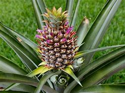 Image result for Pineapple Fruit Tree