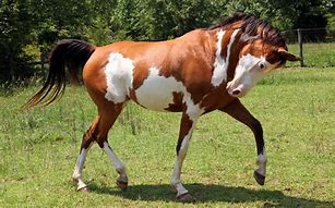 Image result for Pie Bald Horse Pic