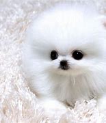 Image result for Cute Teacup Dogs